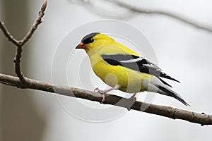 Male American Goldfinch photo