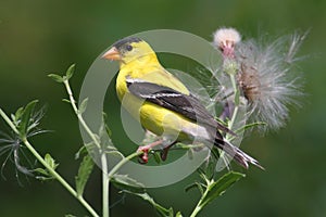 Male American Goldfinch