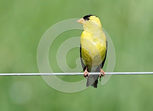 Male American Goldfinch