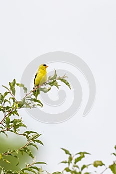 .Male American goldfinch in the Beaver Marsh.Cuyahoga Valley National Park.Ohio.USA