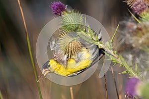 Male American goldfinch eating thistle seeds