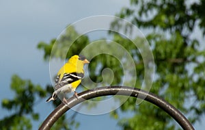 Male American Goldfinch Perched on a Shepherd`s Hook