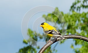 Male American Goldfinch Perched on a Shepherd`s Hook