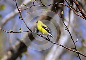 Male american goldfinch perched in the tree