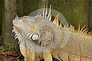 Male American Iguana