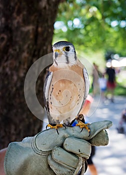 Male American Kestrel