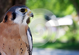 Male American Kestrel