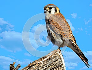 Male American Kestrel on a Tree