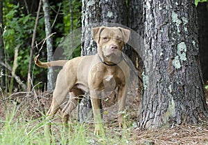 Male American Pitbull Terrier dog, pet adoption photography