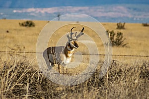 Male American Pronghorn at Attention Near the Fence