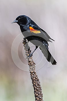 Male American Red-winged Blackbird