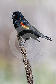 Male American Red-winged Blackbird