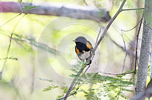 Male American Redstart Setophaga ruticilla Perched in a Tree