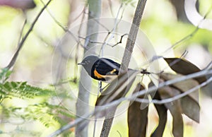 Male American Redstart Setophaga ruticilla Perched in a Tree w