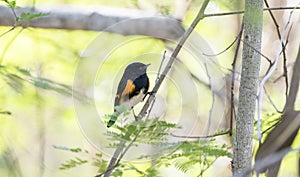 Male American Redstart Setophaga ruticilla Perched in a Tree w