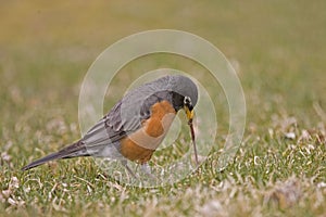 Male American Robin, Turdus migratorius, pulling up a worm