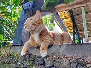 Male American Shorthair Tabby Cat On Stoop