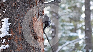 Male American three toed woodpecker Picoides dorsalis forage on conifers tree.