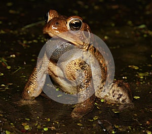 Male American Toad (Anaxyrus americanus) in wetland