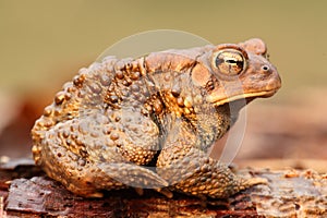 Male American Toad (Bufo americanus)