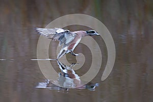 Male American wigeon