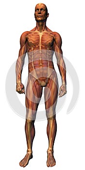 Male Anatomy - Musculature wit