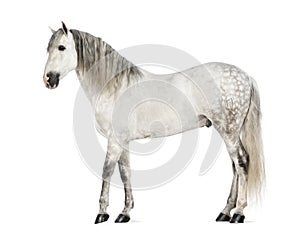 Male Andalusian, 7 years old, also known as the Pure Spanish Horse or PRE