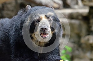 Male andean bear