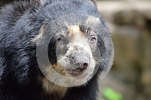 Male andean bear2