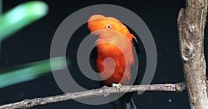 Male Andean Cock-Of-The-Rock Closeup Portrait