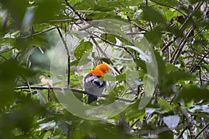 Male Andean cock of the rock, Rupicola peruvianus, also tunki, is a large passerine bird.