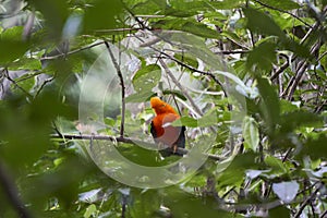 Male Andean cock of the rock, Rupicola peruvianus, also tunki, is a large passerine bird.