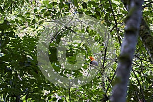 Male Andean cock of the rock, Rupicola peruvianus, also tunki, is a large passerine bird.