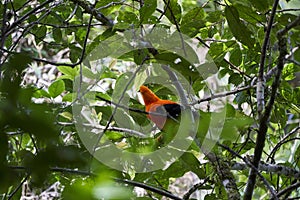 Male Andean cock of the rock, Rupicola peruvianus, also tunki, is a large passerine bird.