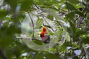 Male Andean cock of the rock, Rupicola peruvianus, also tunki. photo