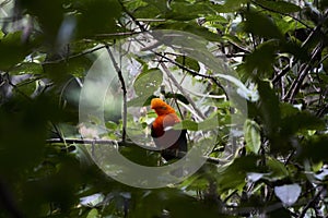 Male Andean cock of the rock, Rupicola peruvianus, also tunki. photo