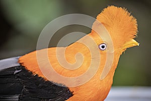 The male Andean cock-of-the-rock (Rupicola peruvianus)