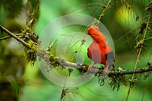 Male of Andean Cock-of-the-rock Rupicola peruvianus lekking and dyplaing in front of females, typical mating behaviour