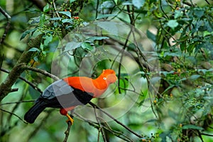 Male of Andean Cock-of-the-rock Rupicola peruvianus lekking and dyplaing in front of females, typical mating behaviour