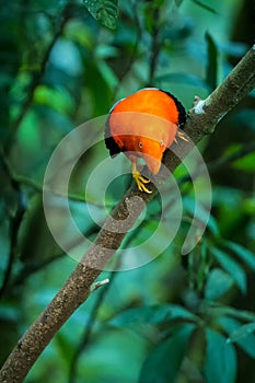 Male of Andean Cock-of-the-rock Rupicola peruvianus lekking and dyplaing in front of females, typical mating behaviour, beautifu