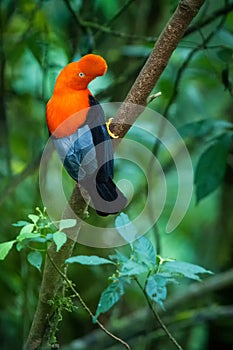 Male of Andean Cock-of-the-rock Rupicola peruvianus lekking and dyplaing in front of females, typical mating behaviour, beautifu