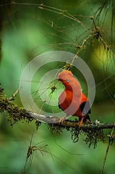 Male of Andean Cock-of-the-rock Rupicola peruvianus lekking and dyplaing in front of females, typical mating behaviour