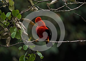 Male andean cock-of-the-rock Rupicola peruvianus tunki passerine bird cotinga on tree branch near Machu Picchu Peru