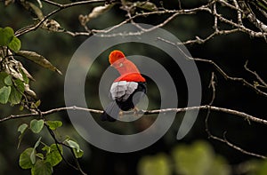 Male andean cock-of-the-rock Rupicola peruvianus tunki passerine bird cotinga on tree branch near Machu Picchu Peru