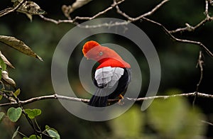 Male andean cock-of-the-rock Rupicola peruvianus tunki passerine bird cotinga on tree branch near Machu Picchu Peru