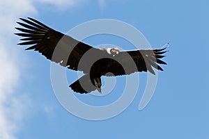 Male Andean Condor In Flight photo