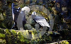 Male Andean condor with the open wings before a bird female