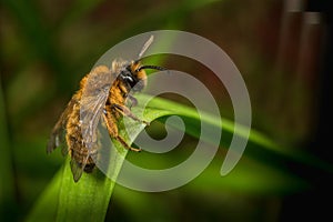 Male Andrena Mining Bee