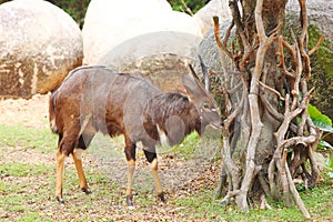 A male Angus antelope (Tragelaphus angasii)