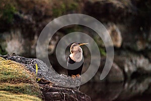 Male Anhinga bird called Anhinga anhinga